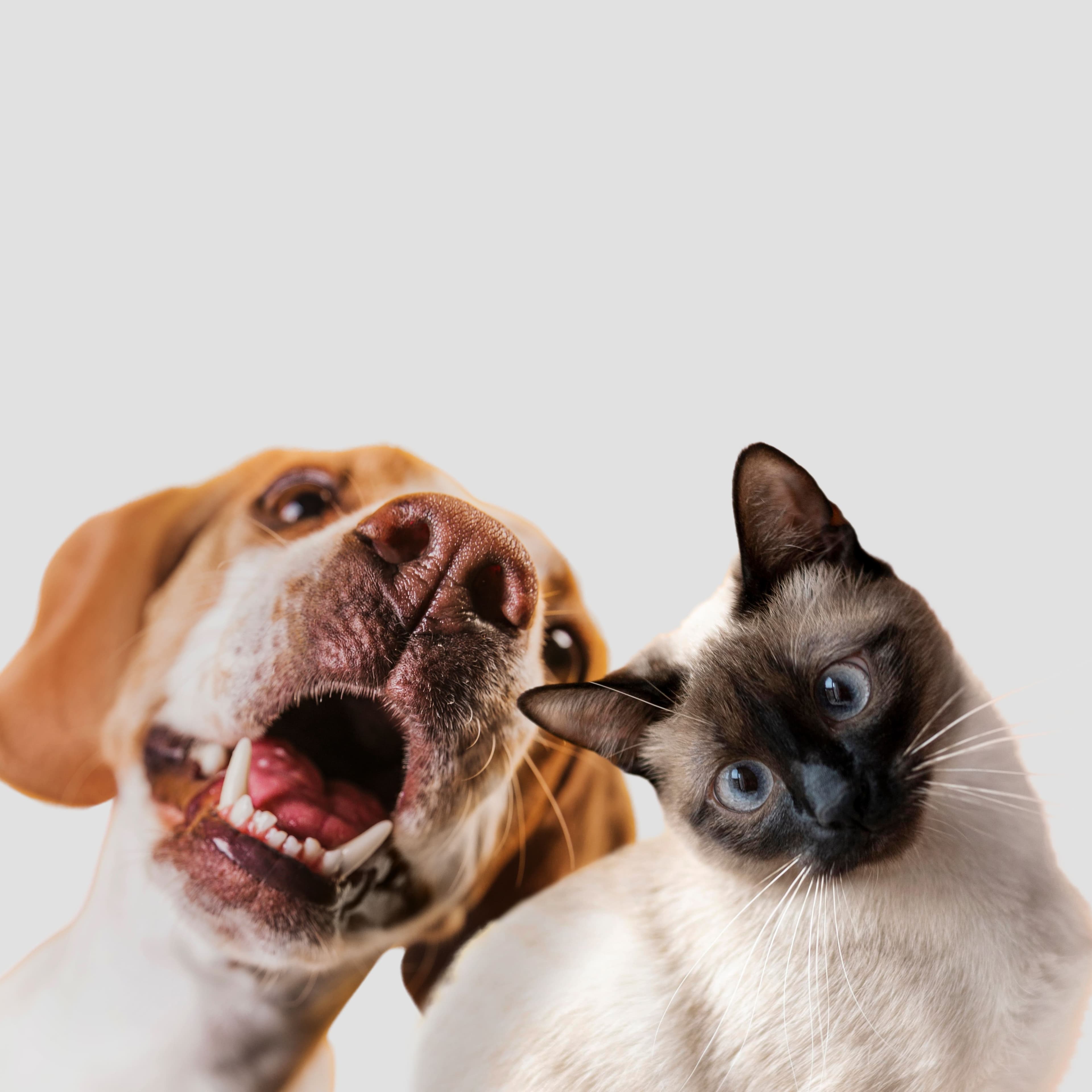 Un perro y un gato juntos