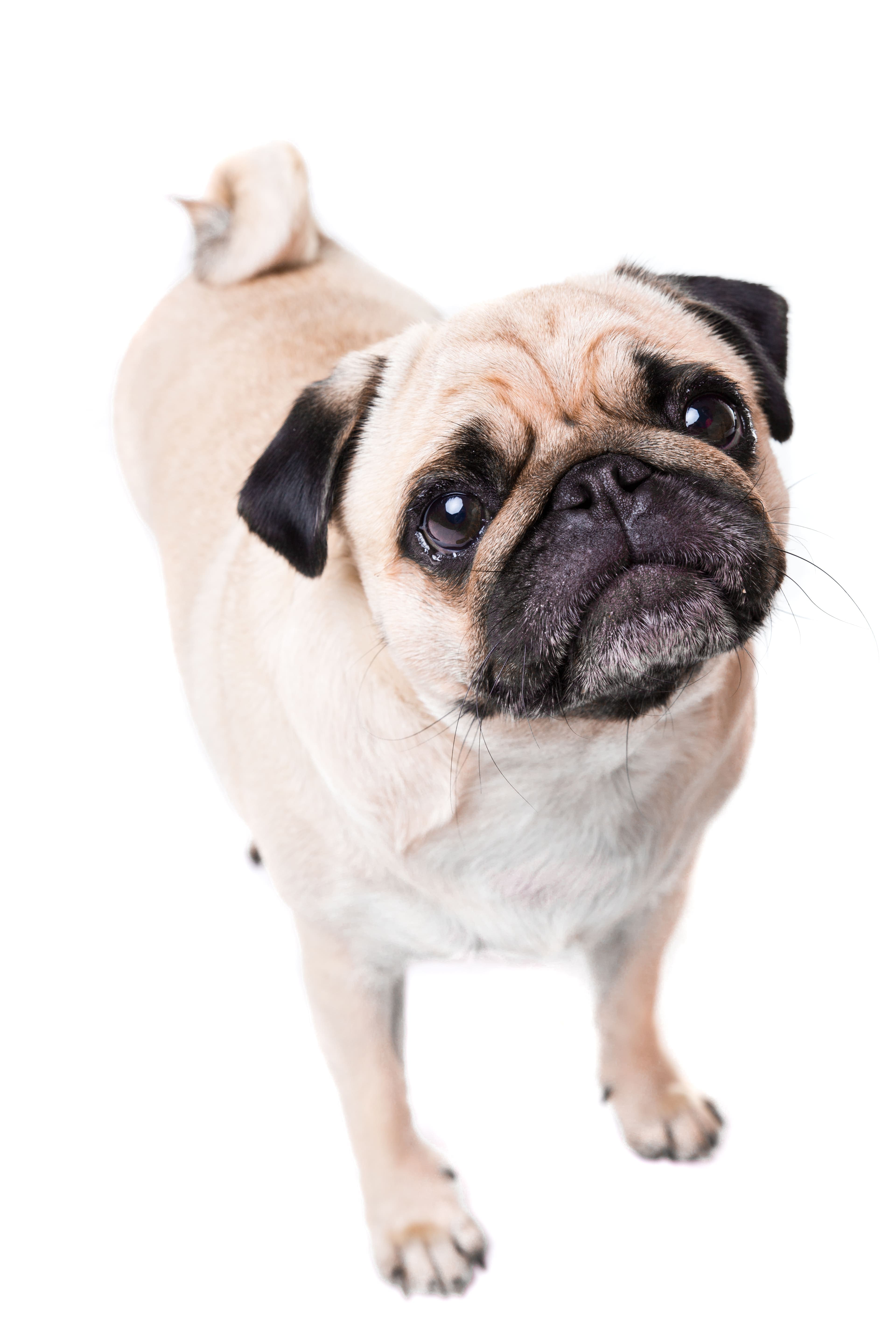 Perro pug mirando a cámara